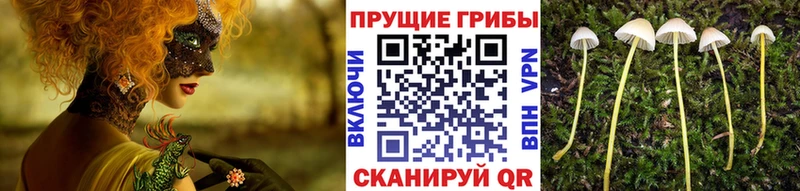 Псилоцибиновые грибы Psilocybe  блэк спрут вход  Юрьев-Польский  дарнет шоп 
